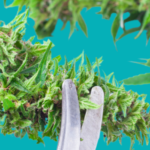 TOP 5 Autoflowering cannabis strains of 2019 featured image