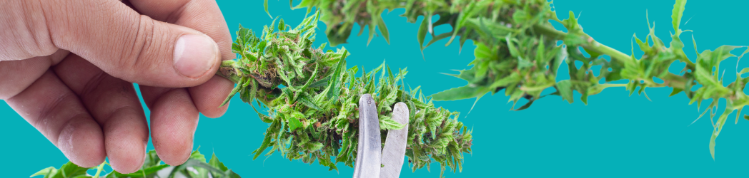 TOP 5 Autoflowering cannabis strains of 2019 featured image