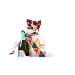 CBD dog Dog recovering from a hangover.